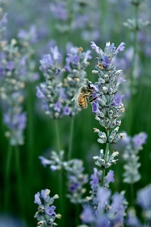 Working Together. Flowers and bee